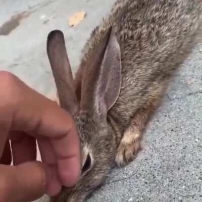 Skater Saves Wild Bunny