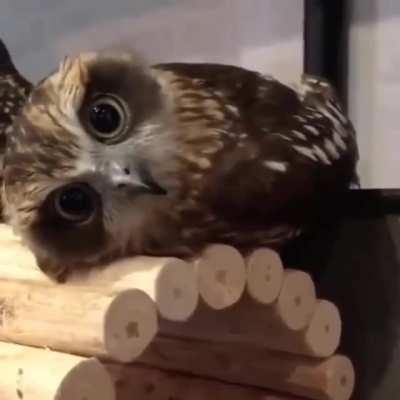 The fucking owl is, quite literally, resting