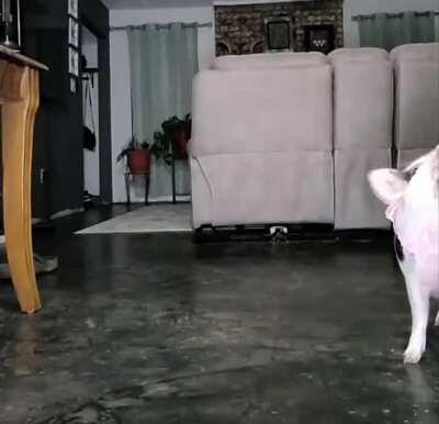 Lexus shows how good she is at her tricks