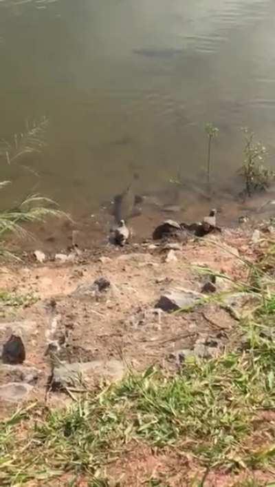 Wolf fish (Hoplias sp.) attacks pigeon