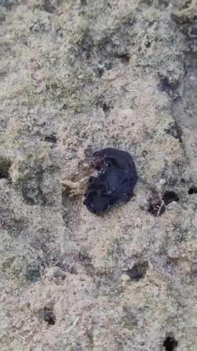 Веном кушает крабика