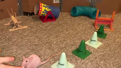 My smol rat Tofu doing some fun agility!