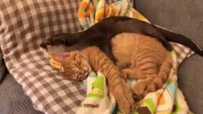 This Otter and Kitten Are Best Friends