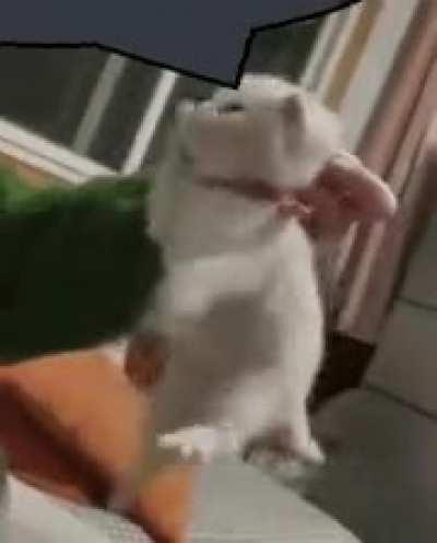 When the nearest floppa is close