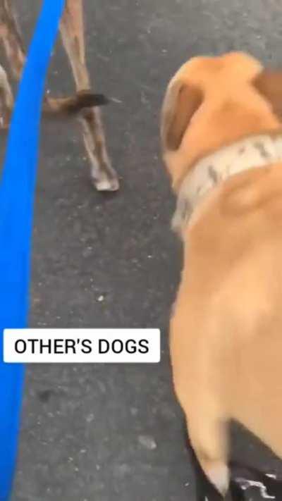 My dog VS Other's dog