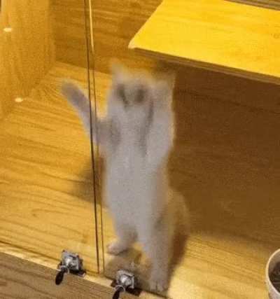 cat of the day 424 (joyous) 