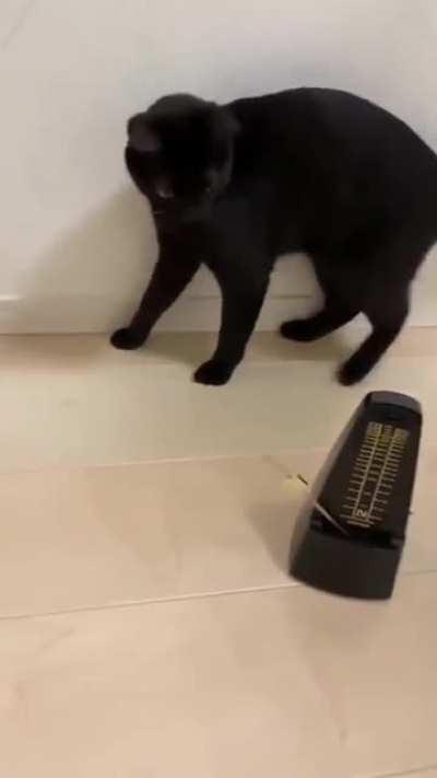 Cat... Tok... Cat... Tok...