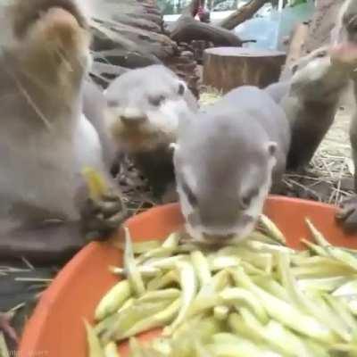 Otters nomming on their dinner