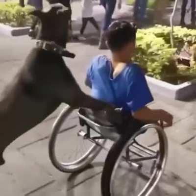 Shout out to whoever trained this dog.