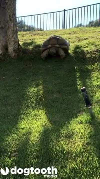 Tortoise sliding down hill