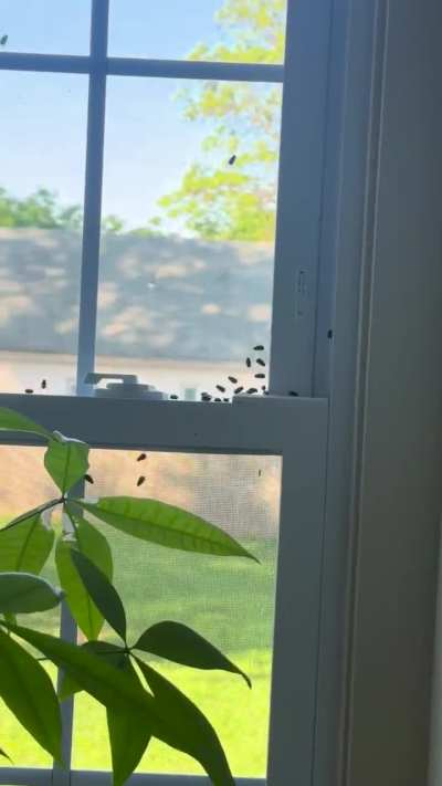 Flies randomly appear in new home