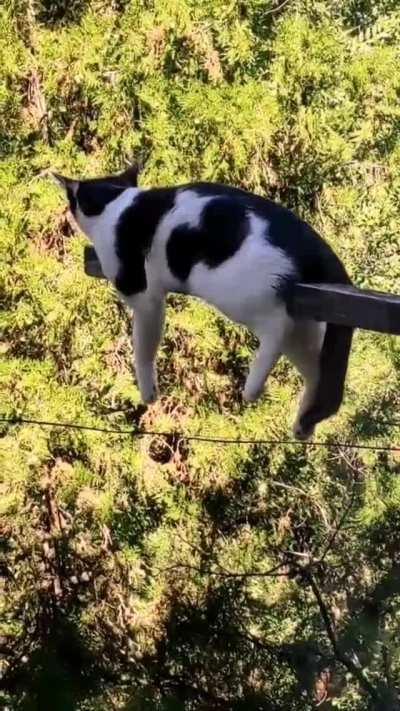 This Cat's favorite Hang Spot