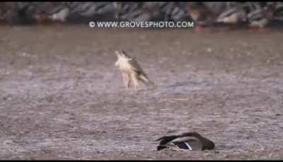 Falcon takes out a duck