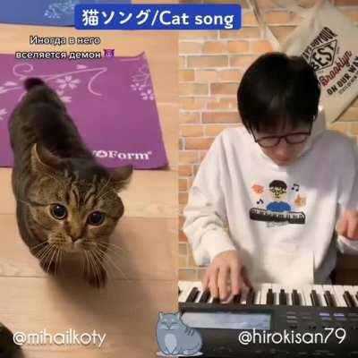Cat song