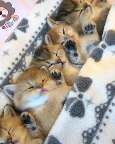 Sleeping kittens