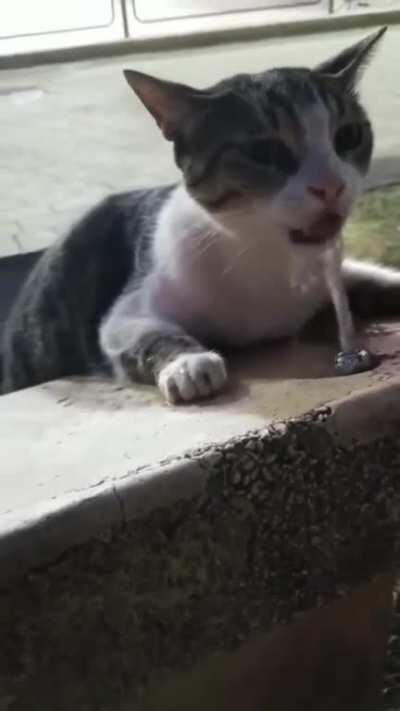 Эй двуногий! Помоги