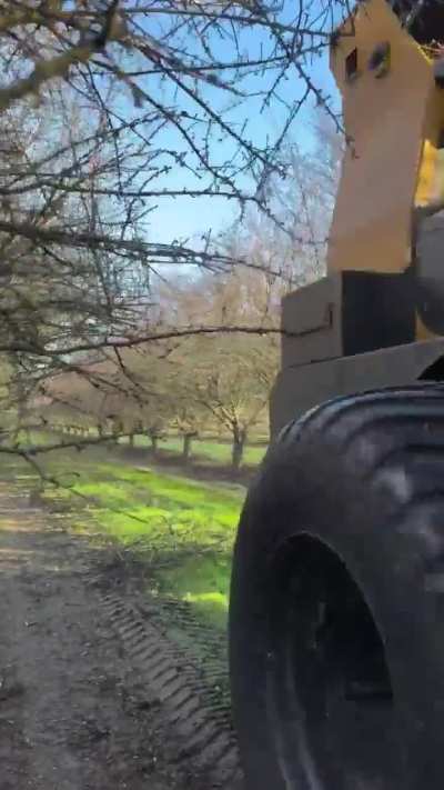 How orchard trees are trimmed.