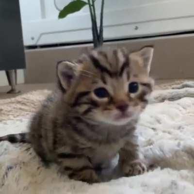 ❤️❤❤️ Ker... PLOP. ❤️❤❤️