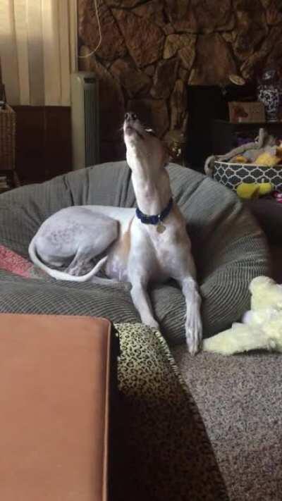 Longboy doing a roo