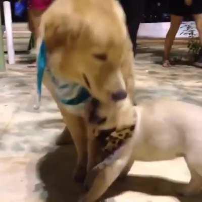 Sometimes losing is winning