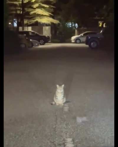 A cat watching a mouse fight in Indonesia.