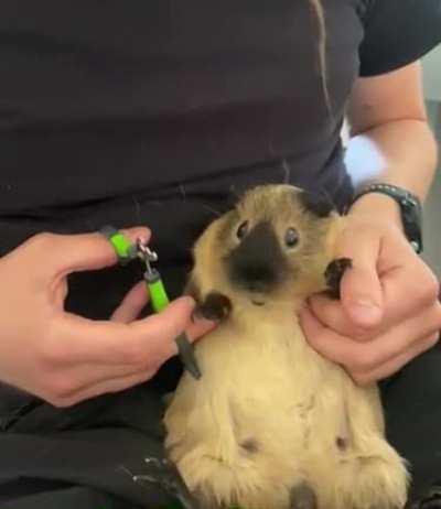 The Horrors of Nail Clipping