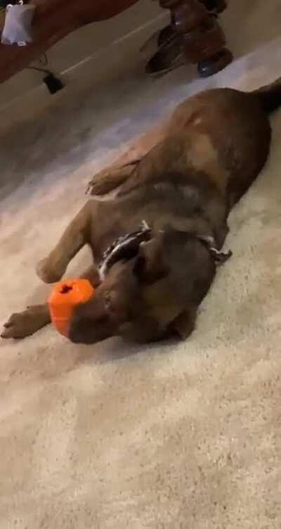 Watch my dog die inside after losing grip on his toy