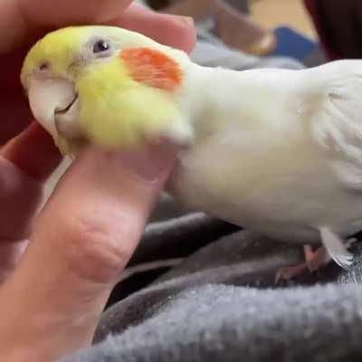 I'll have you know I scritched the dinosaur and only lost 1 finger