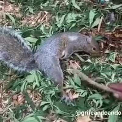 Alguien comio algo que no debia