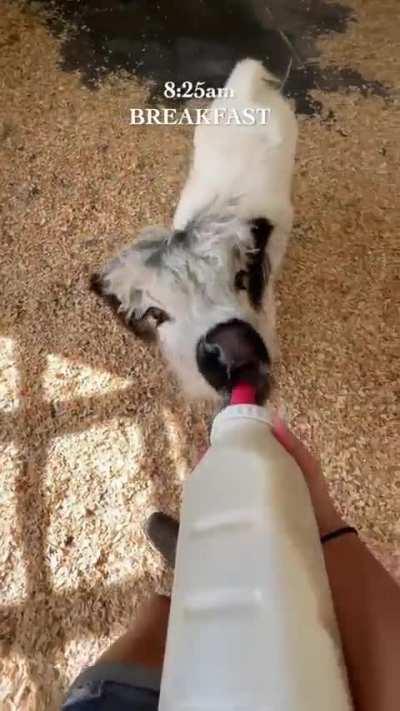 The morning routine of a calf and its owner