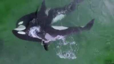 Orcas rip a seal in half