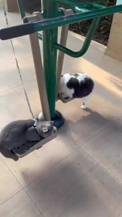 2 chonkers trying to exercise