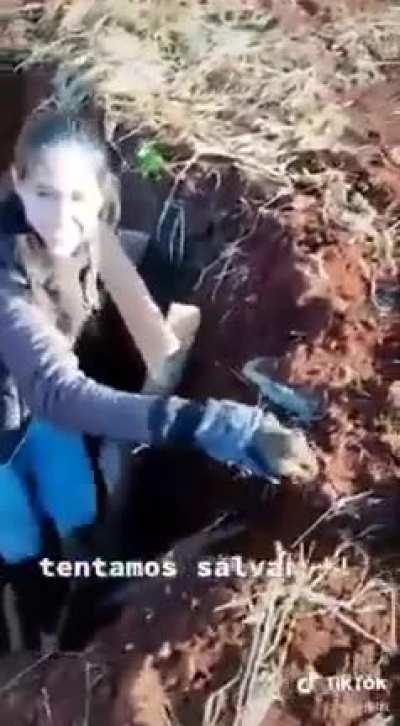 A tentativa de resgate do bichinho que caiu no buraco