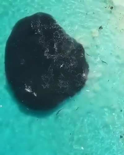 The Size of This Shole of Fish! 🤯