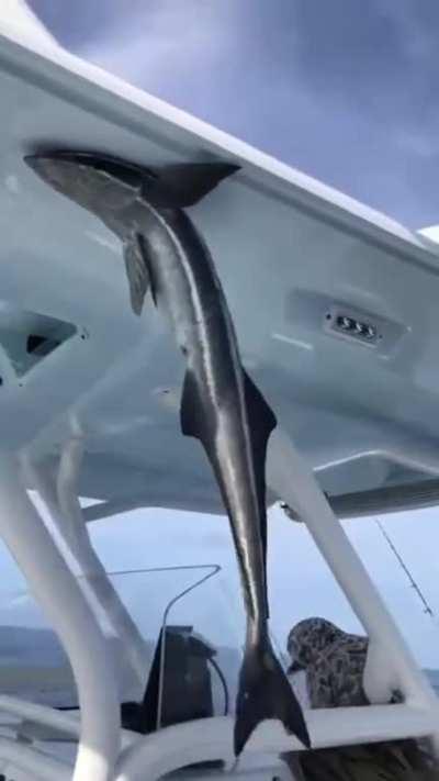 Прилепил прилипалу