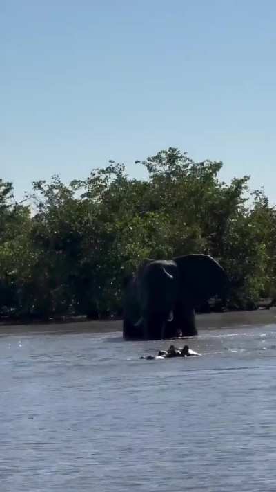 🔥 Standoff between hippo and elephant, who wants to swim alone