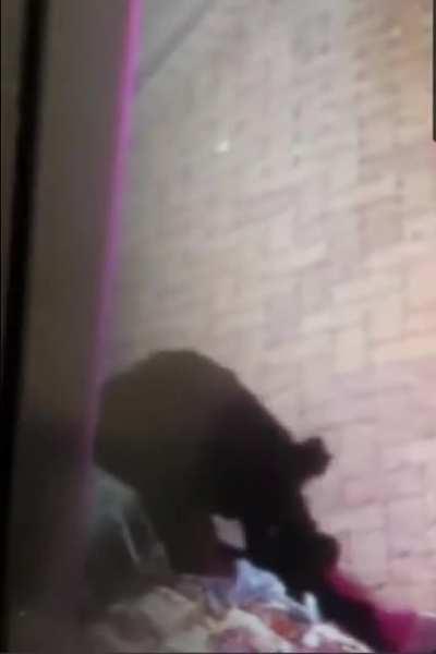 WCGW petting random dog outside the shop