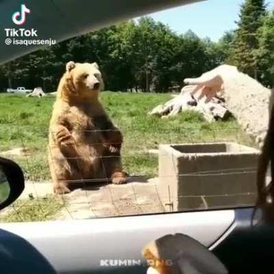🐻👋