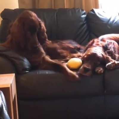 Anyone that has ever had to sleep next to someone that snores can relate