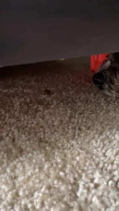 But I want THAT one!