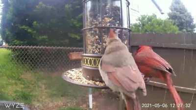 During courtship, male cardinals will feed seed to females beak to beak !