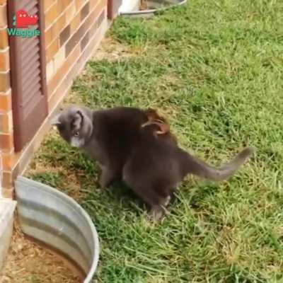 Someone maxed out their sneak skills.