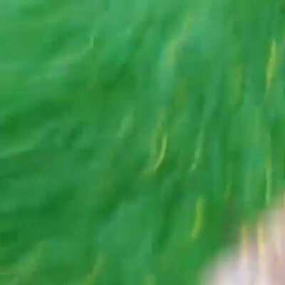 When a girl says hi to a neckbeard