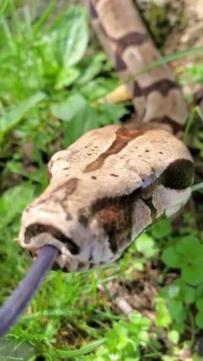 My high content guyana bcc/bi hypo hybrid. Look at that crazy tongue flick lol