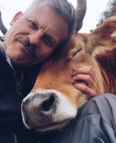The special bond between a farmer and his cow