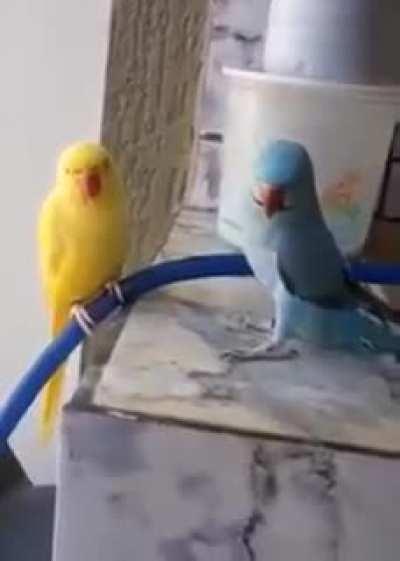 ele todo pimposo e ela toda timidazinha