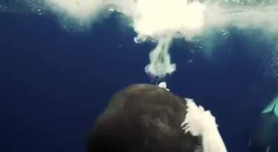 🔥 Orca trying to feed a diver with an offering of fish 🔥