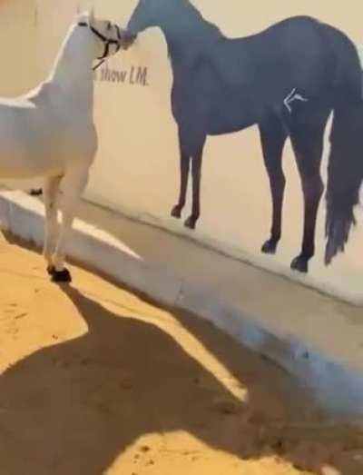 Коняшки тоже любят порнушку.