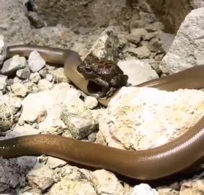 Get on the Snektrain!