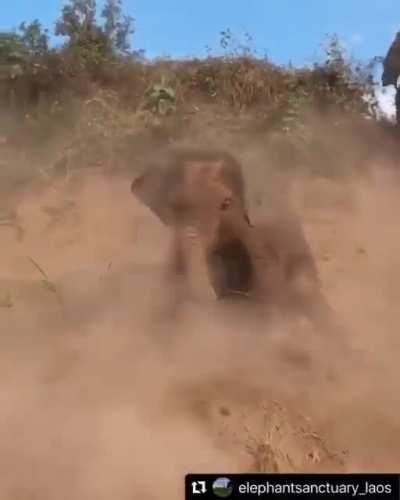 Kids are menace. Babies are like why walk when you can slide down a dirt slope making dust bunnies!